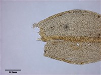 Abietinella abietina (Hedw.) Fleisch. Collection Image, Figure 7, Total 9 Figures